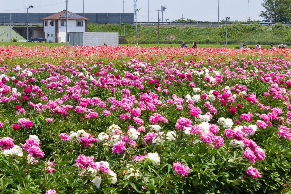 長沢のシャクヤク、5月夏の花、三重県鈴鹿市の観光・撮影スポットの名所