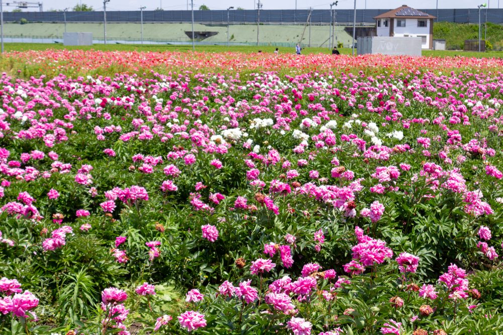 長沢のシャクヤク、5月夏の花、三重県鈴鹿市の観光・撮影スポットの名所