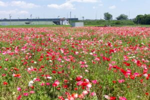 長沢のポピー、5月夏の花、三重県鈴鹿市の観光・撮影スポットの名所