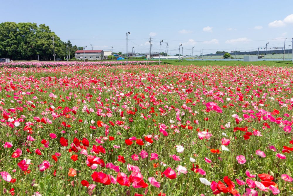 長沢のポピー、5月夏の花、三重県鈴鹿市の観光・撮影スポットの名所