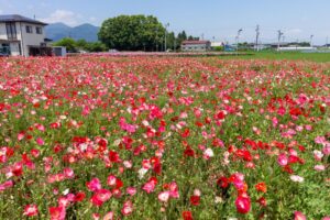 長沢のポピー、5月夏の花、三重県鈴鹿市の観光・撮影スポットの名所