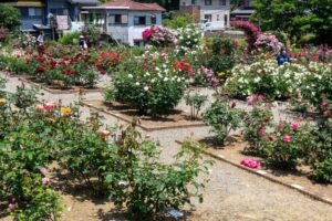 南部丘陵公園、バラ、5月の夏の花、三重県四日市市の観光・撮影スポットの画像と写真