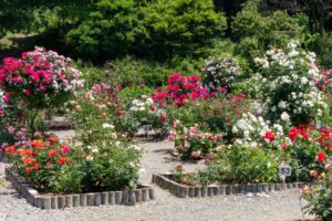 南部丘陵公園、バラ、5月の夏の花、三重県四日市市の観光・撮影スポットの画像と写真