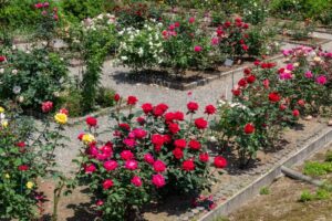 南部丘陵公園、バラ、5月の夏の花、三重県四日市市の観光・撮影スポットの画像と写真