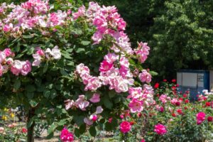 南部丘陵公園、バラ、5月の夏の花、三重県四日市市の観光・撮影スポットの画像と写真