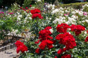 南部丘陵公園、バラ、5月の夏の花、三重県四日市市の観光・撮影スポットの画像と写真