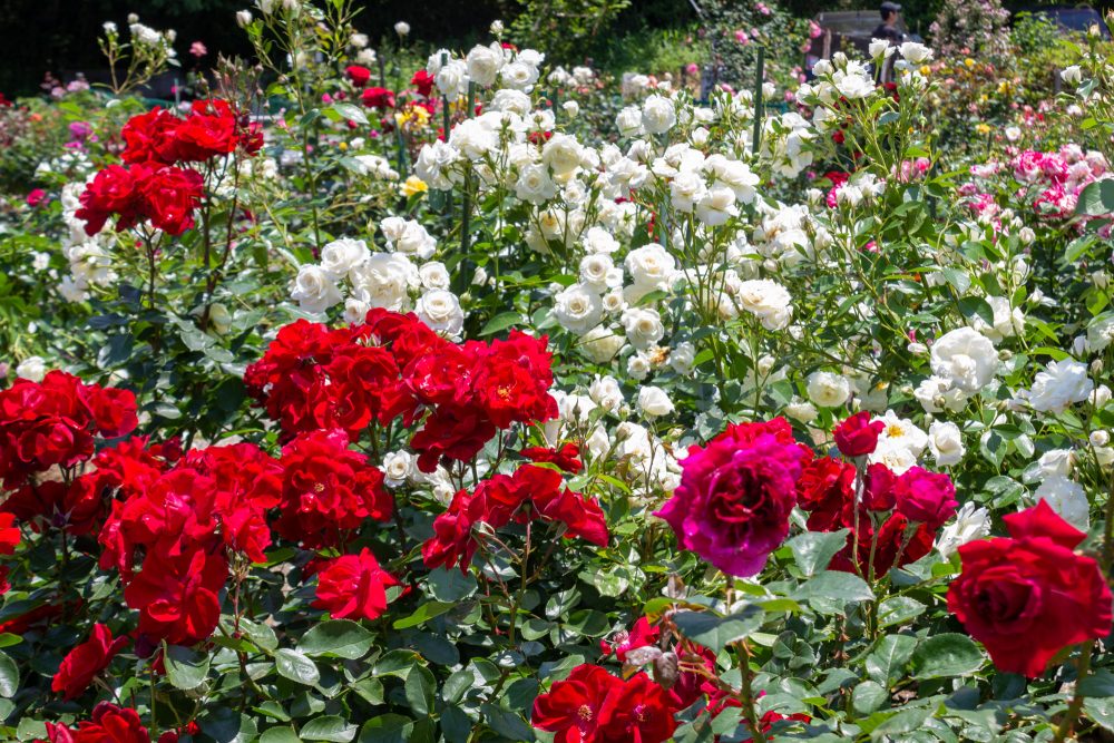 南部丘陵公園、バラ、5月の夏の花、三重県四日市市の観光・撮影スポットの画像と写真