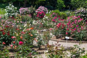 南部丘陵公園、バラ、5月の夏の花、三重県四日市市の観光・撮影スポットの画像と写真