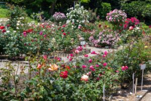 南部丘陵公園、バラ、5月の夏の花、三重県四日市市の観光・撮影スポットの画像と写真