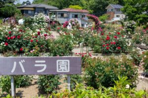 南部丘陵公園、バラ、5月の夏の花、三重県四日市市の観光・撮影スポットの画像と写真