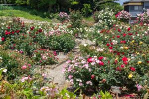南部丘陵公園、バラ、5月の夏の花、三重県四日市市の観光・撮影スポットの画像と写真
