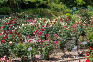 南部丘陵公園、バラ、5月の夏の花、三重県四日市市の観光・撮影スポットの画像と写真