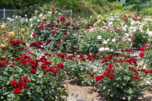 南部丘陵公園、バラ、5月の夏の花、三重県四日市市の観光・撮影スポットの画像と写真