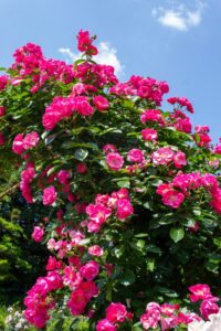 南部丘陵公園、バラ、5月の夏の花、三重県四日市市の観光・撮影スポットの画像と写真