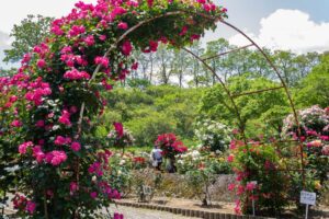 南部丘陵公園、バラ、5月の夏の花、三重県四日市市の観光・撮影スポットの画像と写真