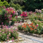 南部丘陵公園、バラ、5月の夏の花、三重県四日市市の観光・撮影スポットの画像と写真