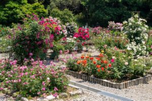 南部丘陵公園、バラ、5月の夏の花、三重県四日市市の観光・撮影スポットの画像と写真