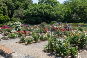 南部丘陵公園、バラ、5月の夏の花、三重県四日市市の観光・撮影スポットの画像と写真