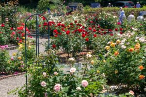 南部丘陵公園、バラ、5月の夏の花、三重県四日市市の観光・撮影スポットの画像と写真