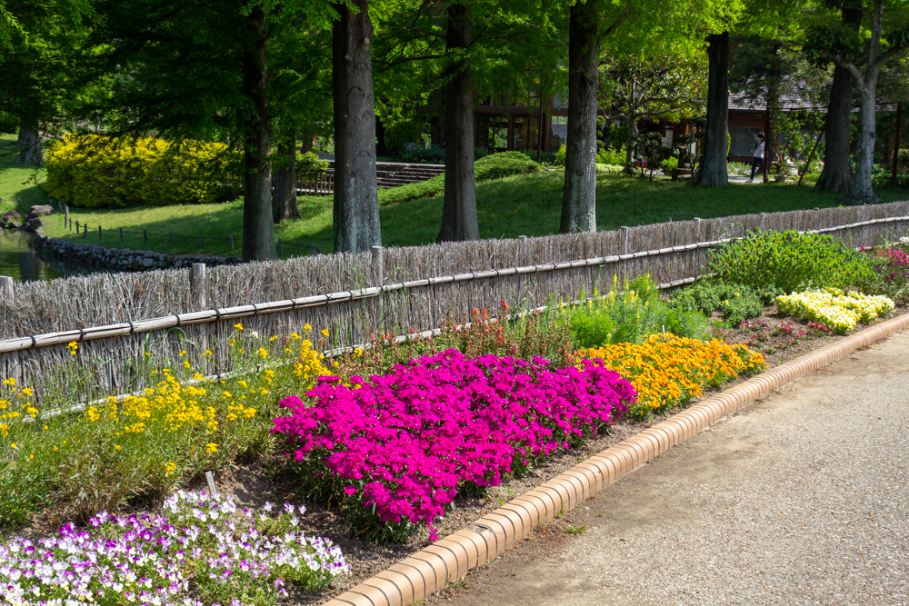 おだい公園、5月の夏の花、愛知県知多郡東浦の観光・撮影スポットの画像と写真