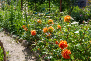おだい公園、バラ、5月の夏の花、愛知県知多郡東浦の観光・撮影スポットの画像と写真