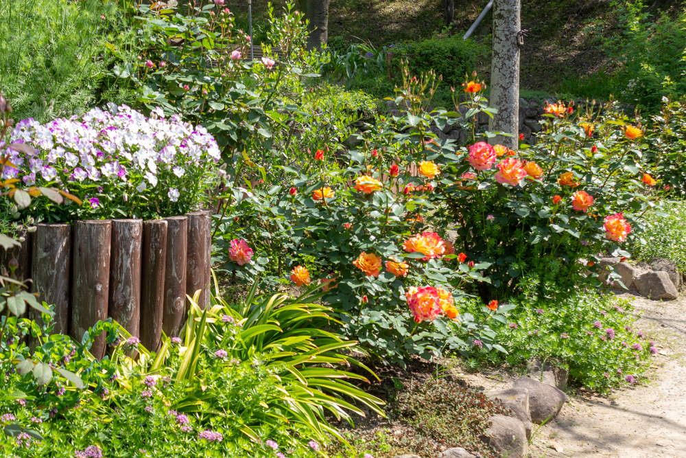 おだい公園、バラ、5月の夏の花、愛知県知多郡東浦の観光・撮影スポットの画像と写真