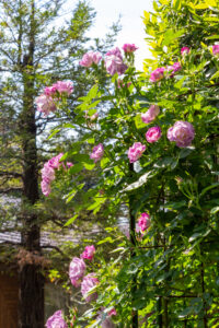 おだい公園、バラ、5月の夏の花、愛知県知多郡東浦の観光・撮影スポットの画像と写真