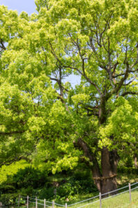 おだい公園、5月の夏、愛知県知多郡東浦の観光・撮影スポットの画像と写真