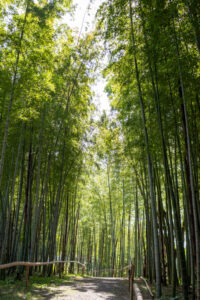 おだい公園、竹林、5月の夏、愛知県知多郡東浦の観光・撮影スポットの画像と写真