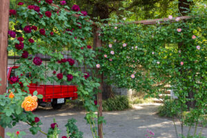 おだい公園、バラ、5月の夏の花、愛知県知多郡東浦の観光・撮影スポットの画像と写真