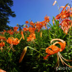 オニユリの群生地、8月の夏の花、石川県白山市の観光・撮影スポットの名所