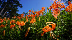 オニユリの群生地、8月の夏の花、石川県白山市の観光・撮影スポットの名所
