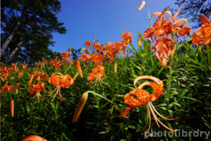 オニユリの群生地、8月の夏の花、石川県白山市の観光・撮影スポットの名所