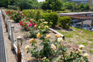 大池公園、バラ、5月夏の花、愛知県東海市の観光・撮影スポットの画像と写真