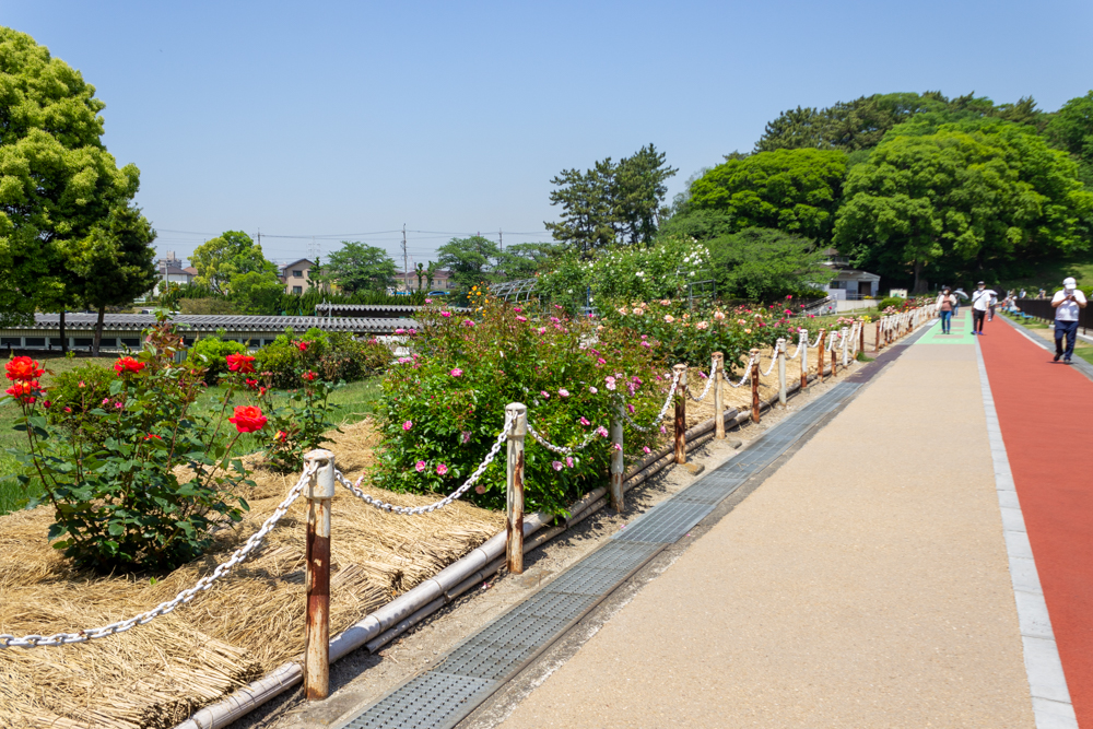 大池公園、バラ、5月夏の花、愛知県東海市の観光・撮影スポットの画像と写真