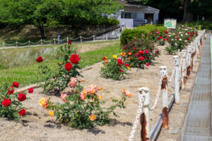大池公園、バラ、5月夏の花、愛知県東海市の観光・撮影スポットの画像と写真