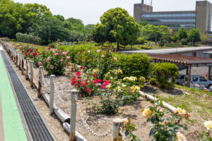 大池公園、バラ、5月夏の花、愛知県東海市の観光・撮影スポットの画像と写真