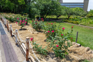 大池公園、バラ、5月夏の花、愛知県東海市の観光・撮影スポットの画像と写真
