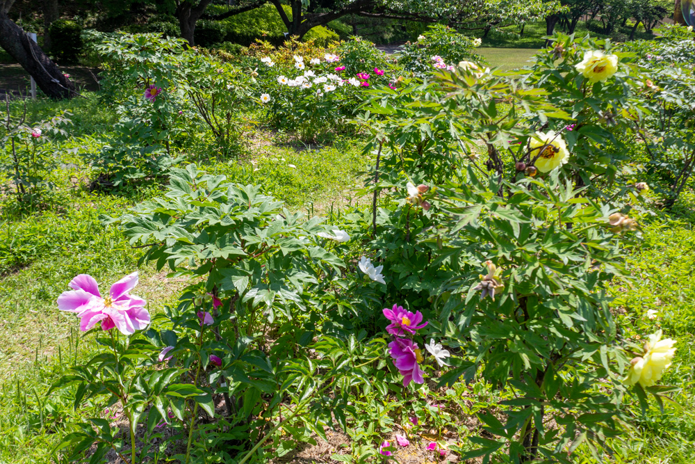 大池公園、シャクヤク、5月夏の花、愛知県東海市の観光・撮影スポットの画像と写真