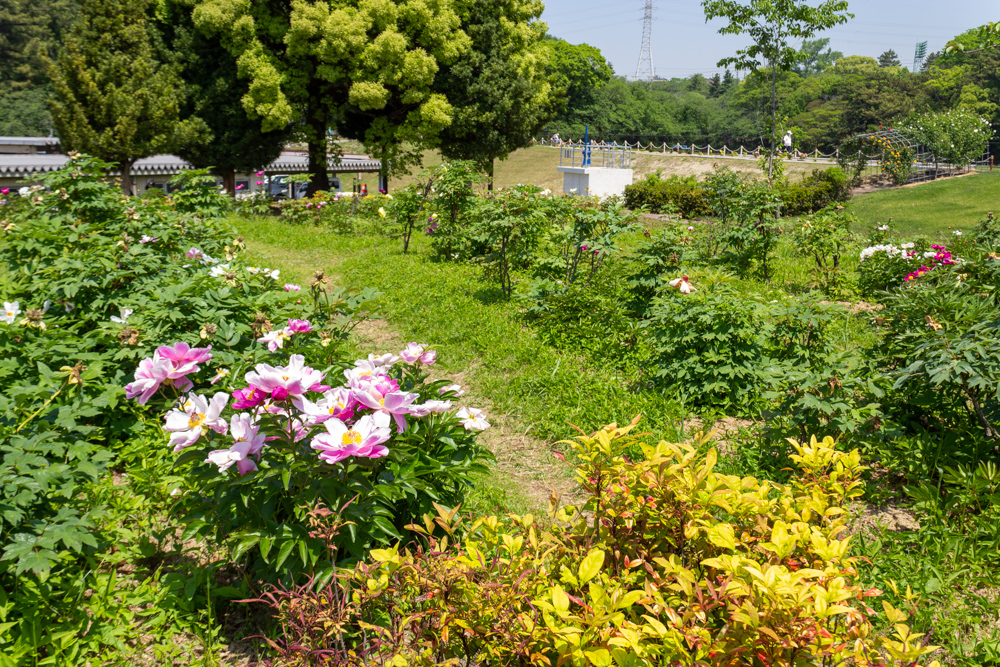 大池公園、シャクヤク、5月夏の花、愛知県東海市の観光・撮影スポットの画像と写真