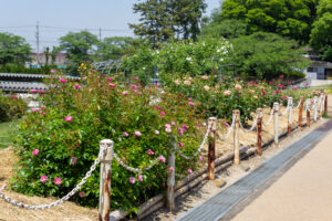 大池公園、バラ、5月夏の花、愛知県東海市の観光・撮影スポットの画像と写真