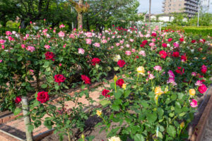 王子製紙バラ園、5月の夏の花、愛知県春日井市の観光・撮影スポットの画像と写真