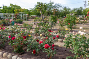 王子製紙バラ園、5月の夏の花、愛知県春日井市の観光・撮影スポットの画像と写真