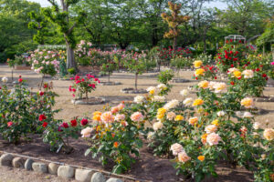 王子製紙バラ園、5月の夏の花、愛知県春日井市の観光・撮影スポットの画像と写真