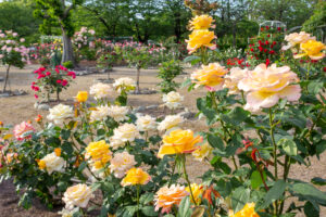 王子製紙バラ園、5月の夏の花、愛知県春日井市の観光・撮影スポットの画像と写真