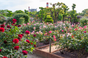 王子製紙バラ園、5月の夏の花、愛知県春日井市の観光・撮影スポットの画像と写真