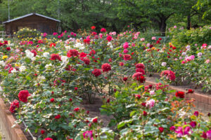 王子製紙バラ園、5月の夏の花、愛知県春日井市の観光・撮影スポットの画像と写真