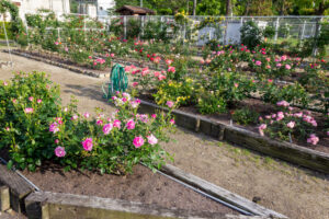 王子製紙バラ園、5月の夏の花、愛知県春日井市の観光・撮影スポットの画像と写真