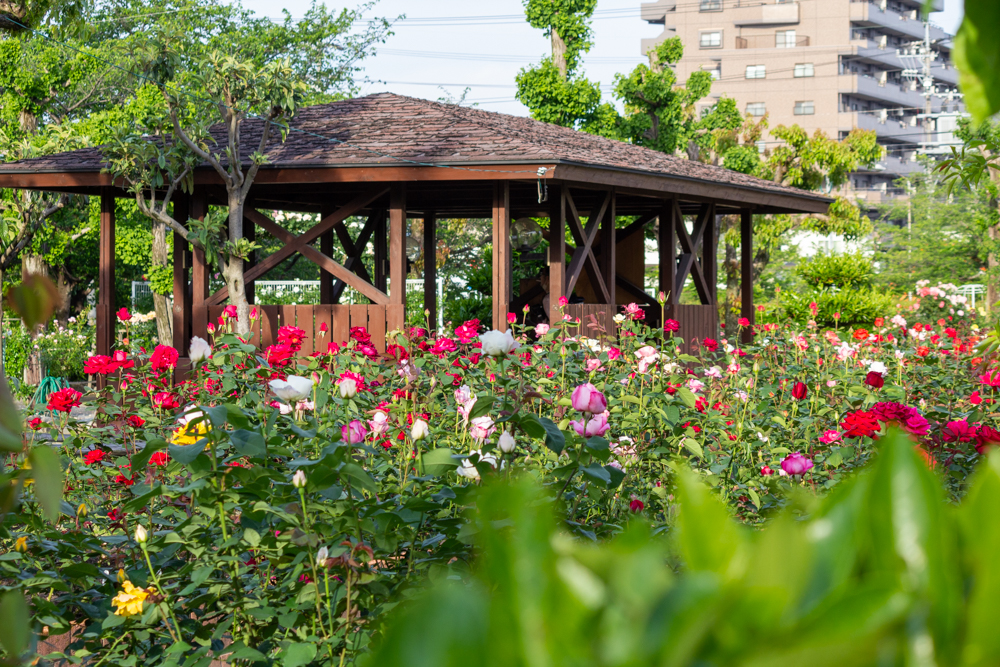 王子製紙バラ園、5月の夏の花、愛知県春日井市の観光・撮影スポットの画像と写真