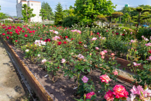 王子製紙バラ園、5月の夏の花、愛知県春日井市の観光・撮影スポットの画像と写真